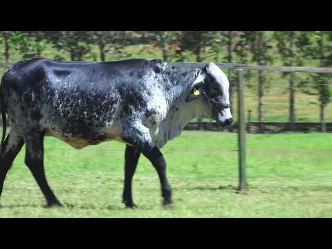 LOTE 103 5703CR