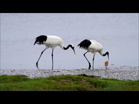 丹頂ツルの子育て　「北海道の野生動物」