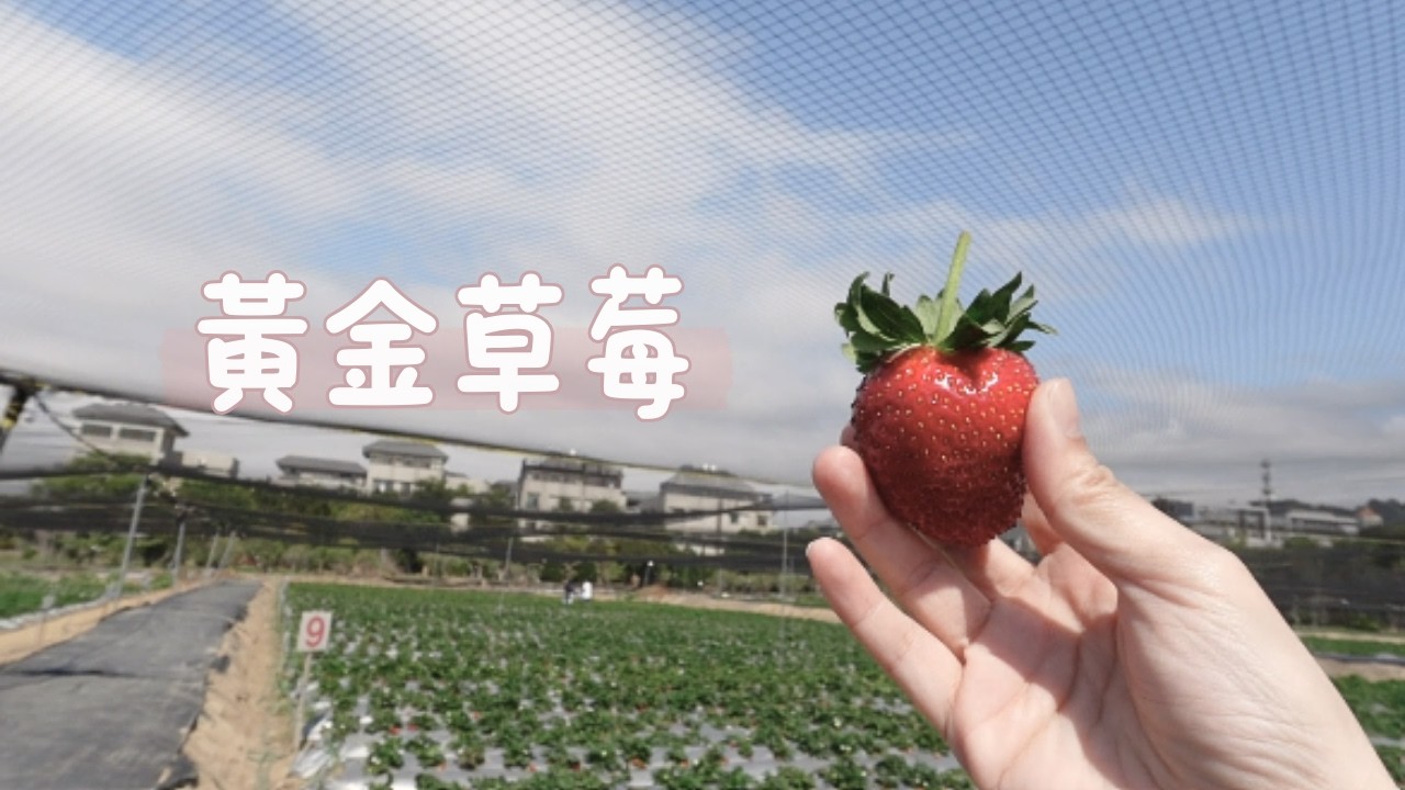 草莓世界🍓台中採草莓親子一日遊｜孩子眼中的黃金草莓｜媽媽生活vlog｜鈊媽日常