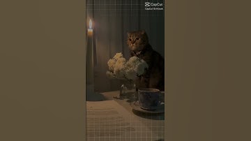 سورة الاخلاص| القران الكريم | اجر لي ولك