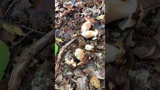 Boletus AEREUS #boletus #funghi #porcini #seta #cogumelo #mushroom #ciuperci #pilze