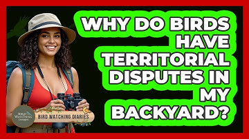 Why Do Birds Have Territorial Disputes In My Backyard? - Bird Watching Diaries