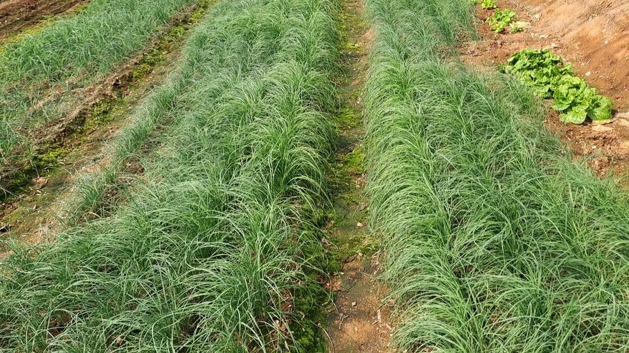 봄의 전령사 달래수확 판매 합니다 달래주문 문자 010~5323~1245