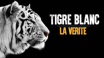 Comment vivent les tigre blanc ?