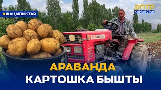 АРАВАНДА КАРТОШКА БЫШТЫ