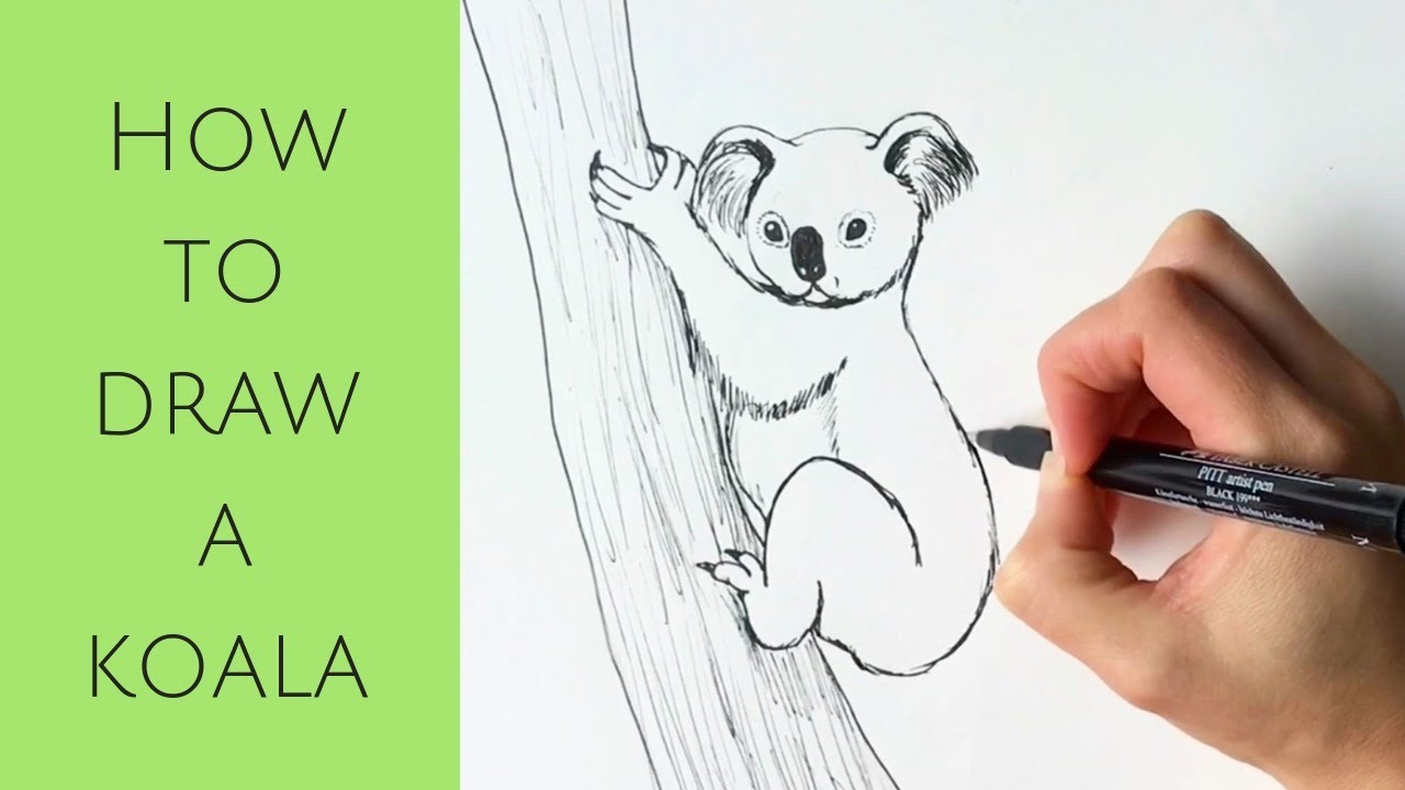 How to Draw a Koala 