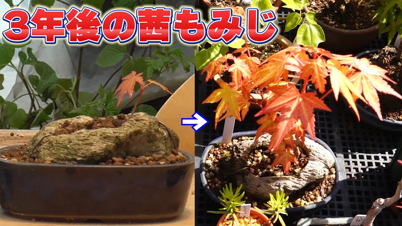 A Japanese maple tree three years after being propagated from a