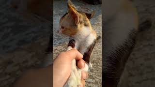 My Cat Behaviour Is Good