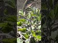 田んぼ〜オタマジャクシやら、変な虫?やら〜
