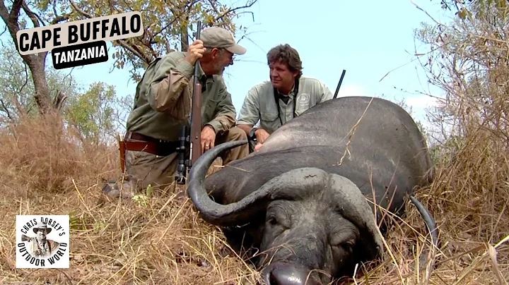 Tracking a wounded Cape buffalo
