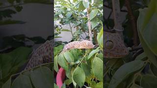 gecko tokay tokek leo trèo lên cây #tokek #gecko