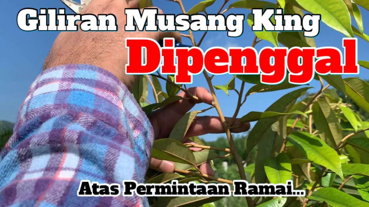 Giliran Musang King Dipenggal! Ramai Yang Bertanya Jadi Kita Kongsi...