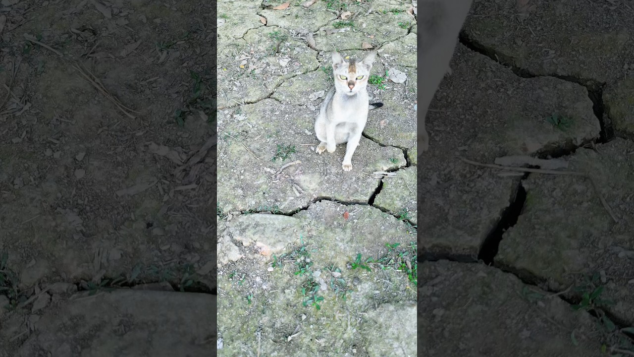 Village Cat Attacks Drone 😱🐱 | Funny Prank Gone Wrong 😂 | 
