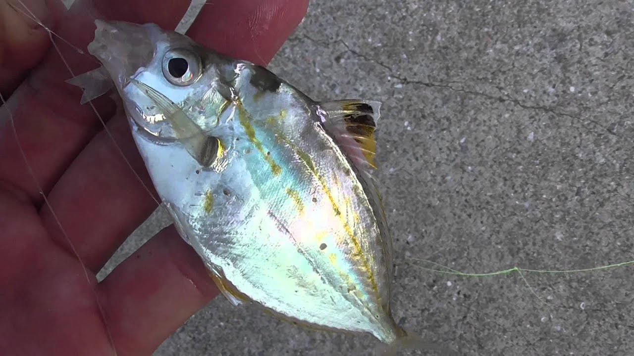 鳴く魚ヒイラギ 魚の中には音を発するものも Youtube