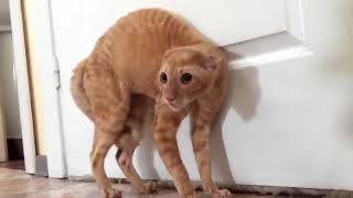 КОТЫ ПУГАЮТСЯ ЖЕСТЬ))) 2018 КОТЫ ПУГАЮТСЯ ЖЕСТЬ))) 2018