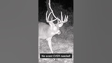 The REAL Truth About Mock Scrape Scent #bowhuntingwhitetails #mockscrapes #deerhunting