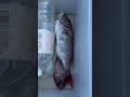 20240804釣果報告🐟 #タイラバ