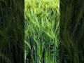 गेहूं बोने का सही समय और खाद 🌱
