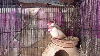 Fawn Java sparrow pair breeder pair