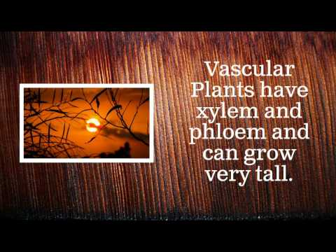 Video: Perbezaan Antara Tumbuhan Vaskular Dan Nonvaskular