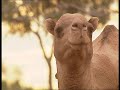 Chroniques de l&#39;Australie sauvage - Episode 9: Chaleur et poussière.