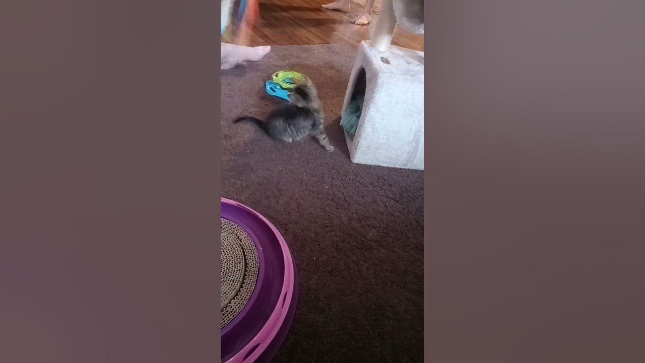 New Cat in The house! Meet Flapjack! 😎 YouTube