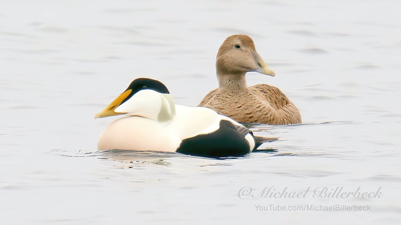 Common Eiders (Somateria mollissima) / Eiderenten [2]
