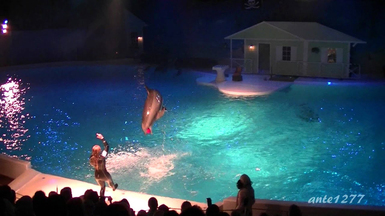 Delfinshow - Kolmårdens djurpark