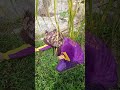 Pengambilan TKK Berkebun #youtubeshorts #pramuka #viralvideo #shorts