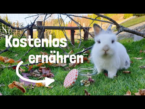 Video: Fressen Hasen gem alte Gänseblümchen?