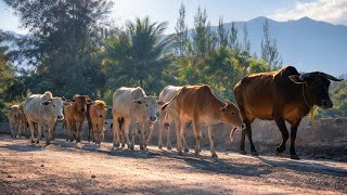 Celebrity Walking Alongside Cows in the Countryside Profile