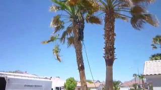 Large Palm Tree Removal - Affordable Tree Service - Las Vegas, NV Large Palm Tree Removal - Affordable Tree Service - Las Vegas, NV