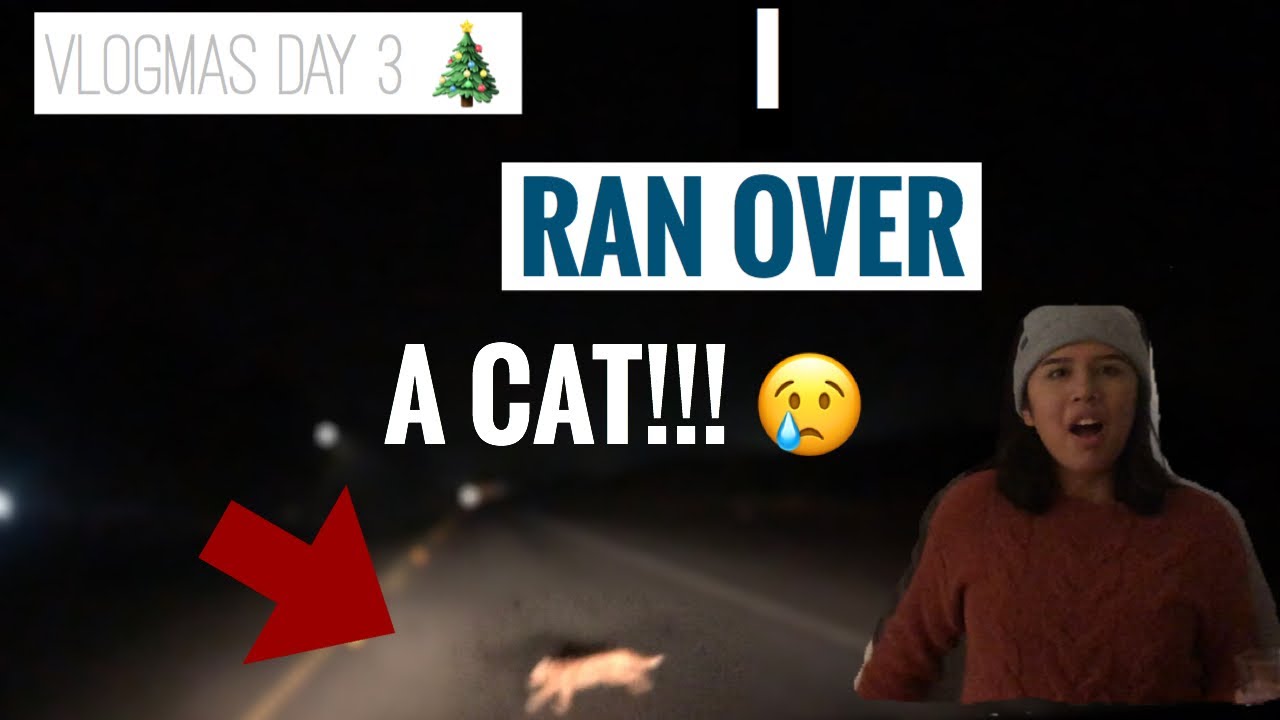 I ALMOST RAN OVER A CAT!!! VLOGMAS DAY 3 vlogmas day3 YouTube