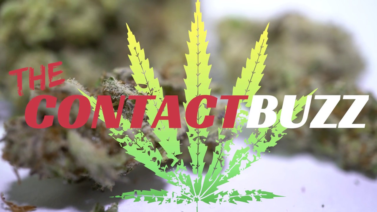 Lavender Haze Strain Review - The Contact Buzz