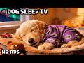 12 Hours of Dog Calming Music 🐾 Calm Dogs When Alone at Home 🎶Deep Sleep Dreams 💖 Dog TV No Ads