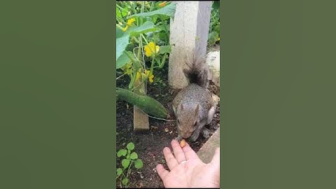 🥒 cucumber and almond 🥗.  Cheer up clip. 🐿️ ☀️ #shorts