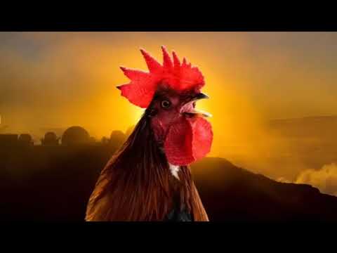 Ishara Mbaya Jogoo Akiwika Masaa Haya 