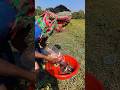 Amazing Bottle Trap Fishing in Water Hyacinth – Village Style! #villagefishing #bangladeshfishing