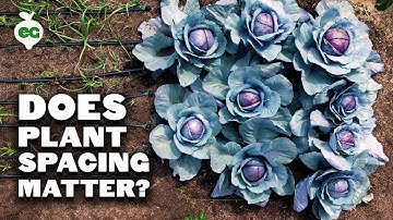 We Ignored Plant Spacing Rules, Here