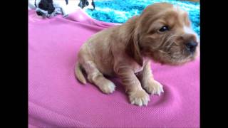 cocker spaniel puppies birth to one year