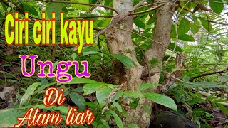 Download lagu Ciri ciri pohon bungur,kayu ungu di alam liar