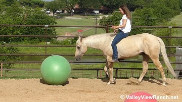 Doc Jac(Dollar) - Liberty, lay down, riding bareback and bridleless! - ValleyViewRanch.net