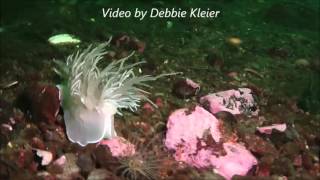 Giant Nudibranch eating Tube Anemone