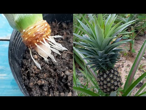 How to grow Pineapple, Papaya at home