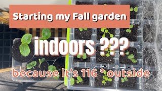 Starting my Fall garden + 1 week progress check in by Michelle Rother 219 views 8 months ago 5 minutes, 25 seconds