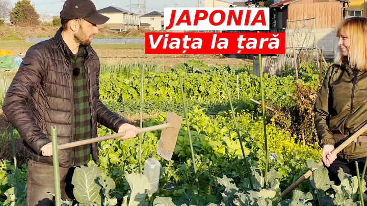 TAXE mai MICI ca in Romania - VIATA la TARA in Jap...