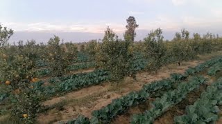 مزرعة للبيع 8 فدان موالح في النوبارية طريق مصر اسكندرية الصحراوي