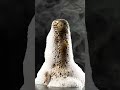 Rusty Bolt 🔩 Restoration | Satisfying Cleaning ASMR | Before After | “UNBELIEVABLE TRANSFORMATION”