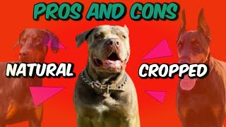 Dog Ear Cropping Pros And Cons | Natural Ear Vs Cropped Ear | Dogs Junction.