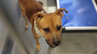 acs A661514